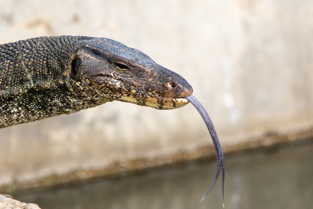 Varan malais Kuala Selengor