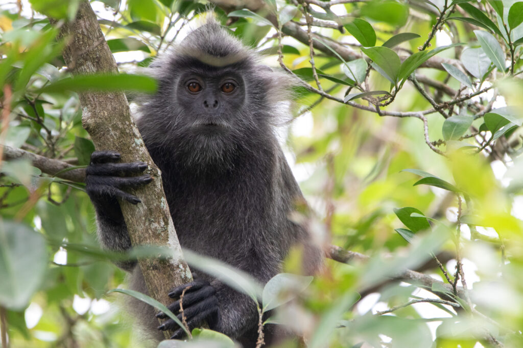 Selangor Silvered langur