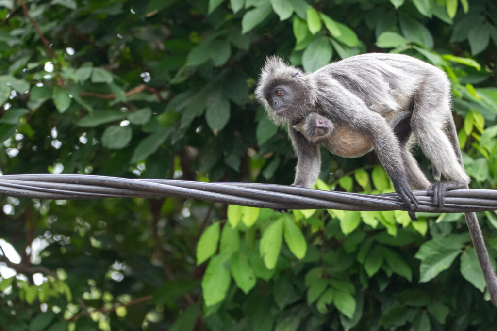 Selangor Silvered langur