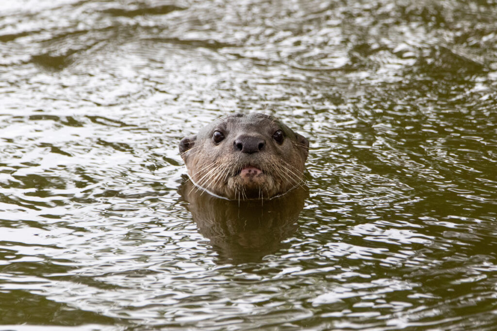 Loutre Kuala Selengor