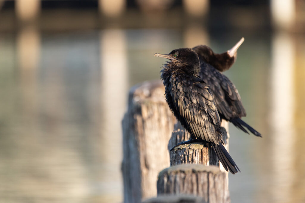 Cormoran noir (Phalacrocorax sulcirostris - Little Black Cormorant)