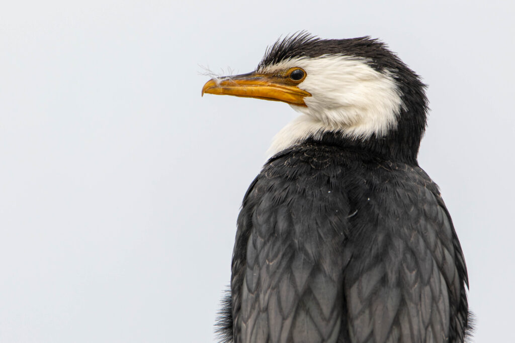 Cormoran pie (Microcarbo melanoleucos - Little Pied Cormorant) zoom