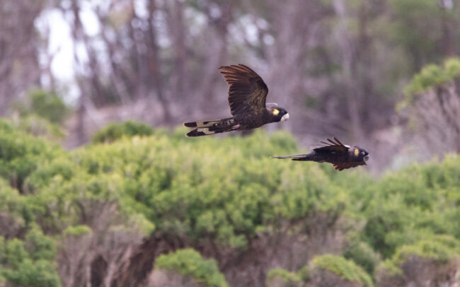 Cacatoès funèbres (Zanda funerea - Yellow-tailed Black Cockatoo)