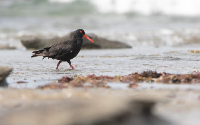 Huitrier fuligineux (Haematopus fuliginosus - Sooty Oystercatcher) 7