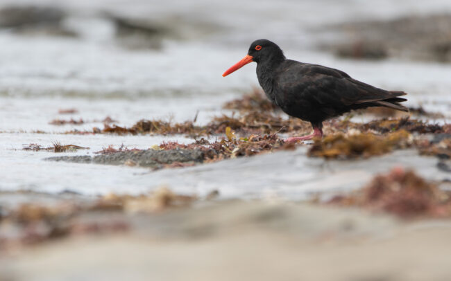 Huitrier fuligineux (Haematopus fuliginosus - Sooty Oystercatcher) 6