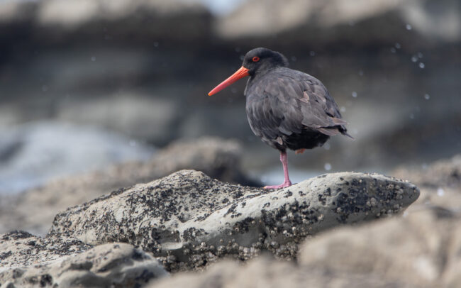 Huitrier fuligineux (Haematopus fuliginosus - Sooty Oystercatcher) 5