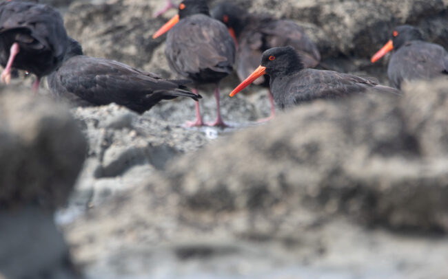Huitrier fuligineux (Haematopus fuliginosus - Sooty Oystercatcher) 4