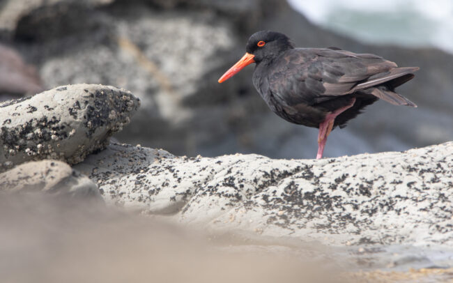 Huitrier fuligineux (Haematopus fuliginosus - Sooty Oystercatcher) 8