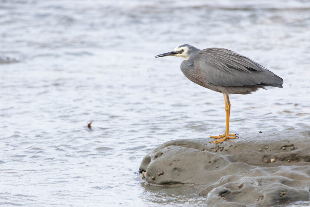 Aigrette à face blanche (Egretta novaehollandiae - White-faced Heron) - Australie