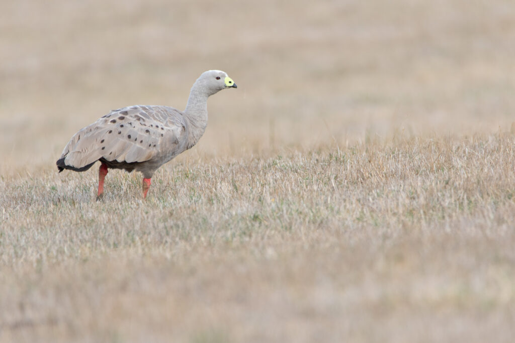 Céréopse cendré (Cereopsis novaehollandiae - Cape Barren Goose)