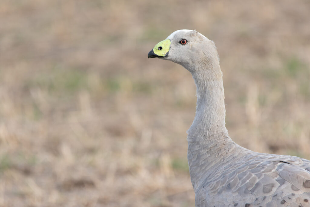Céréopse cendré (Cereopsis novaehollandiae - Cape Barren Goose) 2