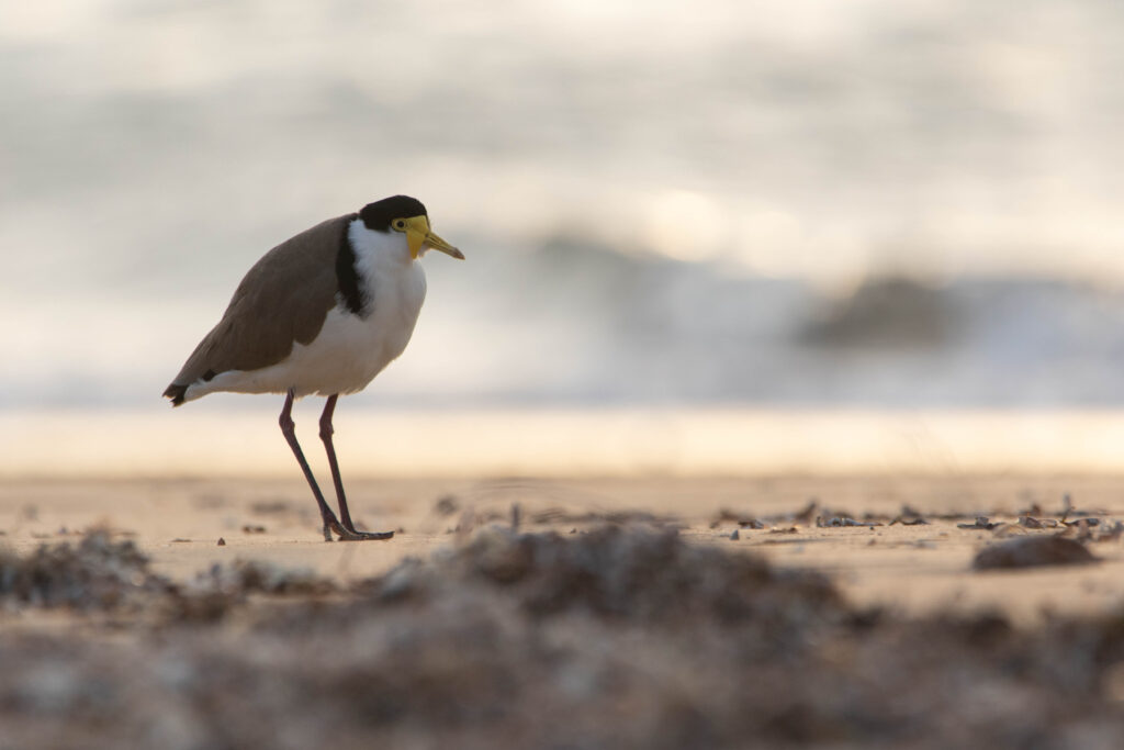 Vanneau soldat (Vanellus miles - Masked Lapwing) - 2