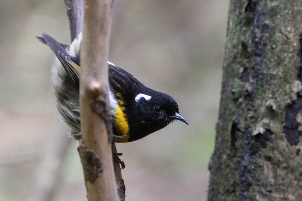 Hihi de Nouvelle-Zélande (Notiomystis cincta - Stitchbird)