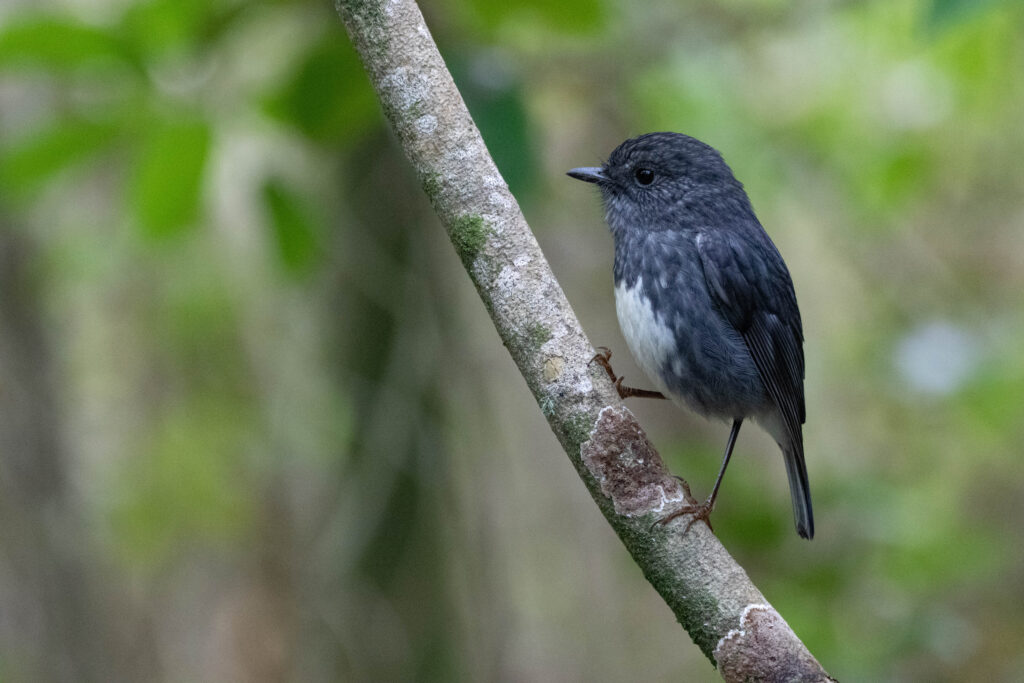Miro de Garnot (Petroica longipes - North Island Robin)