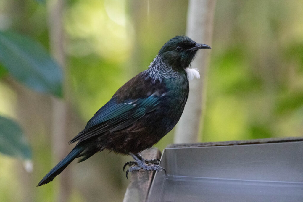 Méliphage tui (Prosthemadera novaeseelandiae - Tui) 2