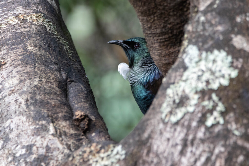 Méliphage tui (Prosthemadera novaeseelandiae - Tui)