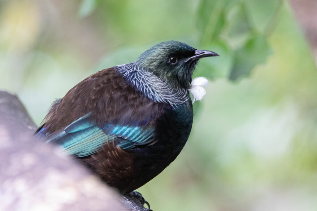 Méliphage tui (Prosthemadera novaeseelandiae - Tui) Variant