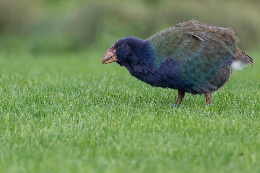 Talève takahé (Porphyrio mantelli - North Island Takahe) 2