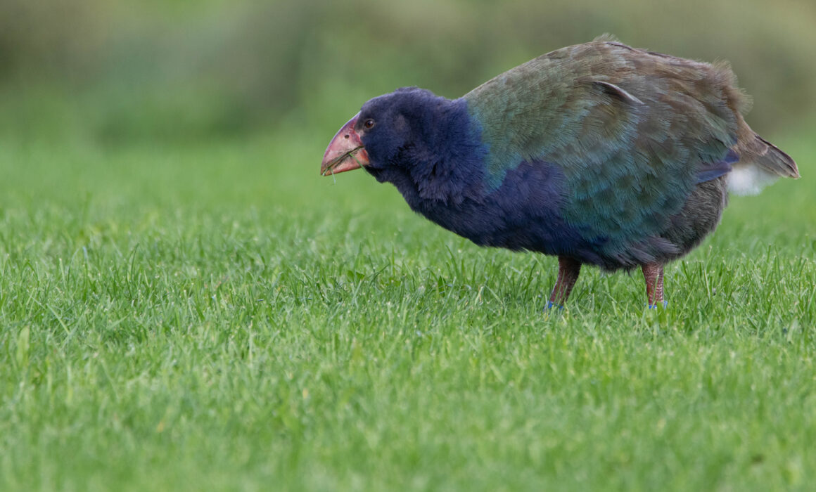 Talève takahé (Porphyrio mantelli - North Island Takahe) 2