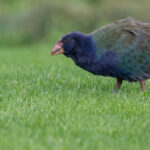 Talève takahé (Porphyrio mantelli - North Island Takahe) 2