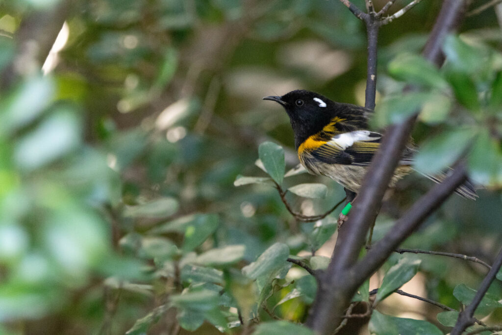Hihi de Nouvelle-Zélande (Notiomystis cincta - Stitchbird) 4