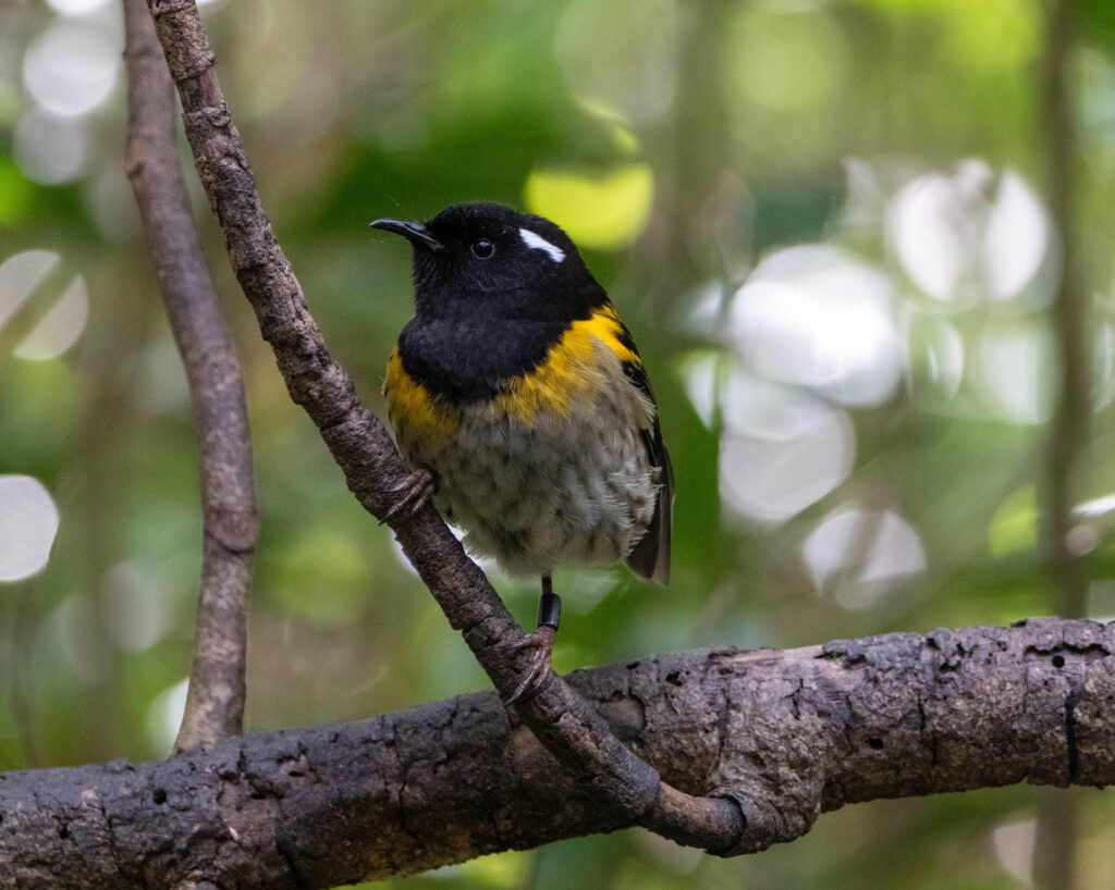 Hihi de Nouvelle-Zélande (Notiomystis cincta - Stitchbird) 3