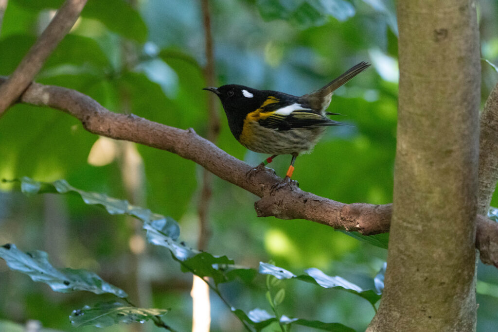 Hihi de Nouvelle-Zélande (Notiomystis cincta - Stitchbird) 2