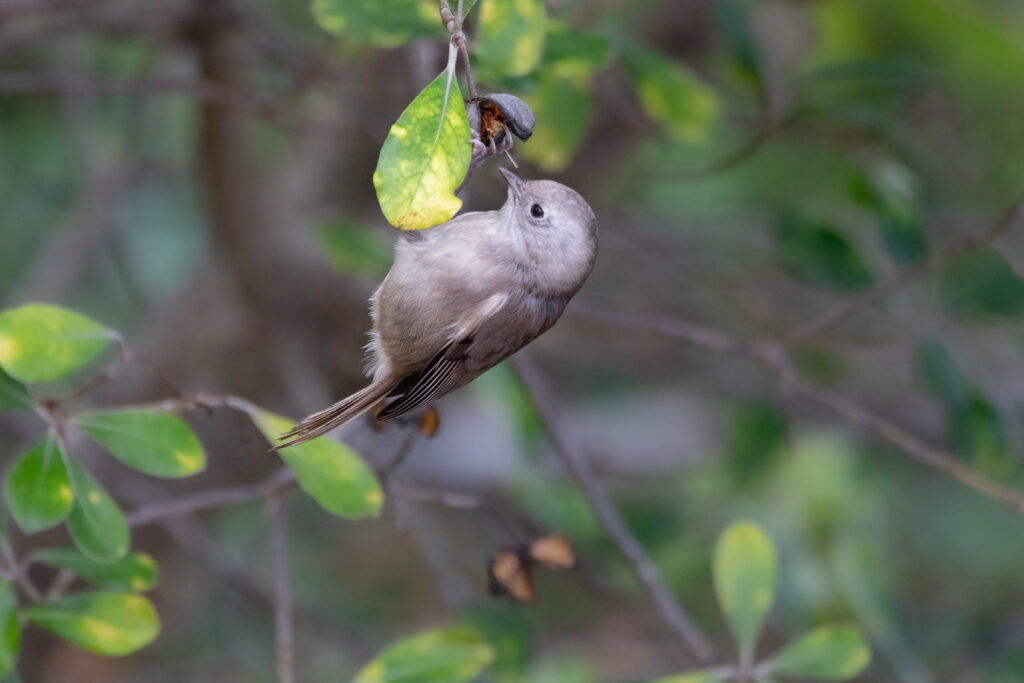 Mohoua à tête blanche (Mohoua albicilla - Whitehead)