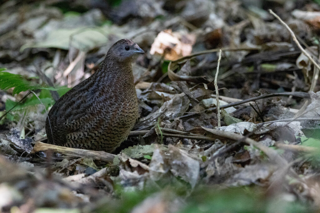 Caille tasmane (Synoicus ypsilophorus - Brown Quail)