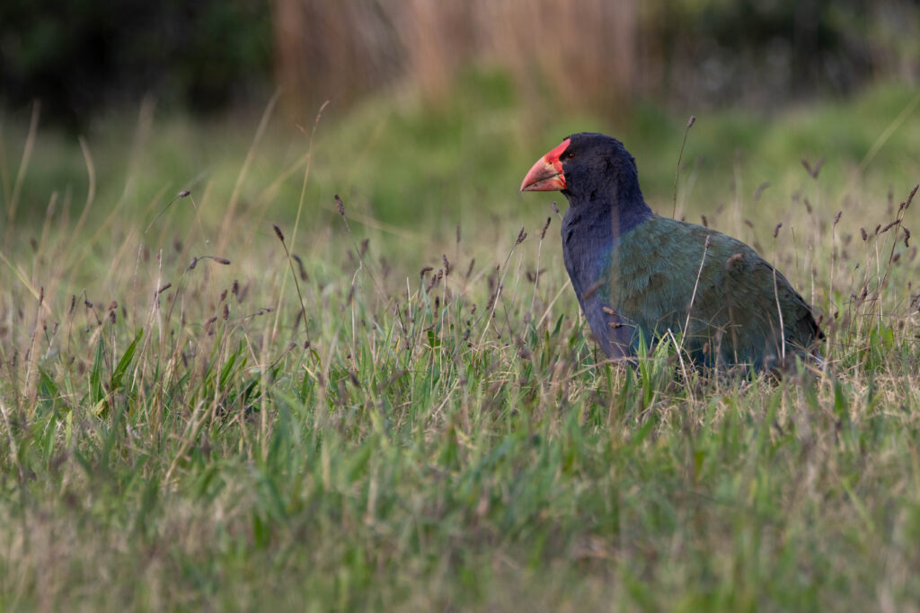 Talève takahé (Porphyrio mantelli - North Island Takahe)