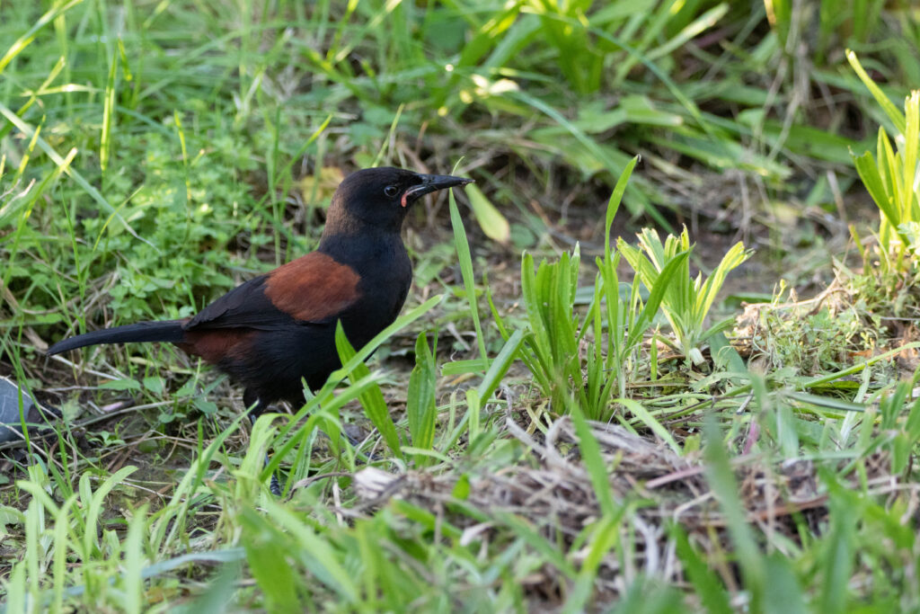 Créadion de Lesson (Philesturnus rufusater - North Island Saddleback)