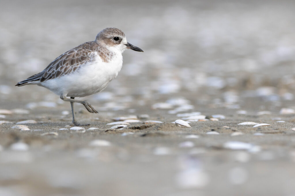 Gravelot roux (Anarhynchus obscurus - New Zealand Plover) 10