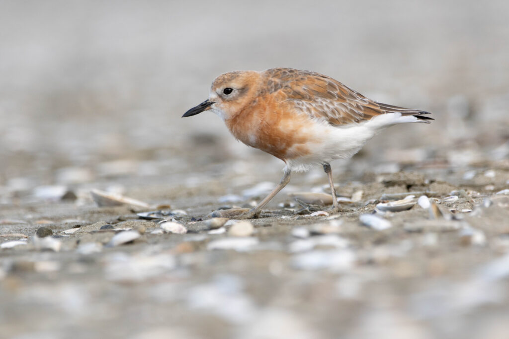 Gravelot roux (Anarhynchus obscurus - New Zealand Plover) 9
