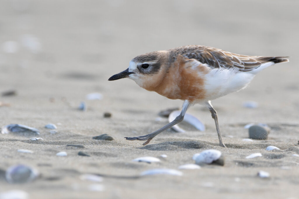 Gravelot roux (Anarhynchus obscurus - New Zealand Plover) 6