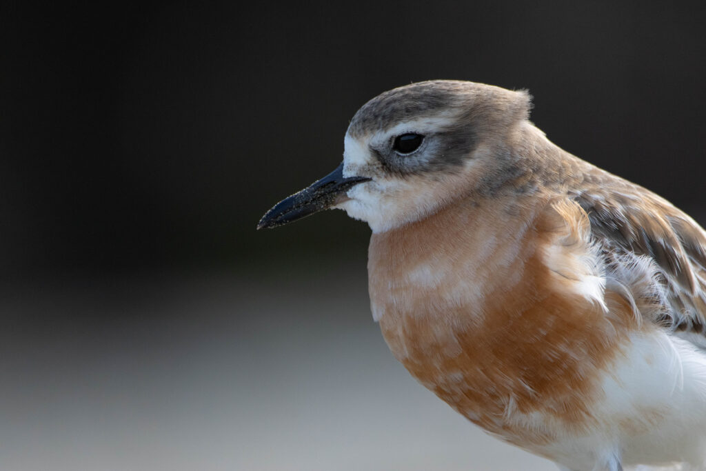 Gravelot roux (Anarhynchus obscurus - New Zealand Plover) 5