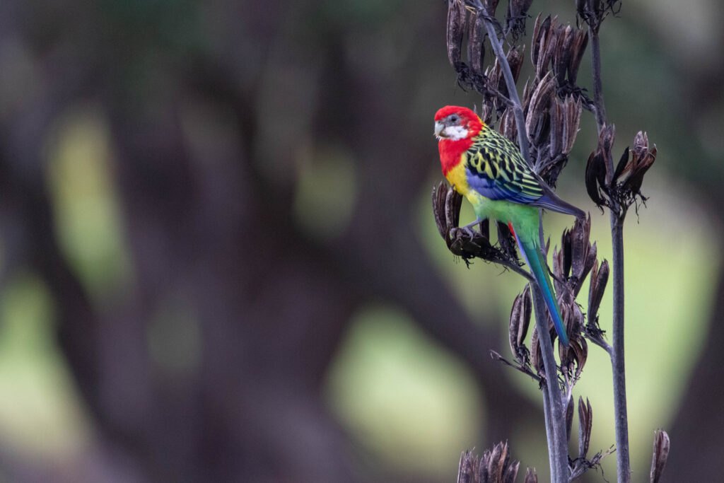 Perruche omnicolore (Platycercus eximius - Eastern Rosella)