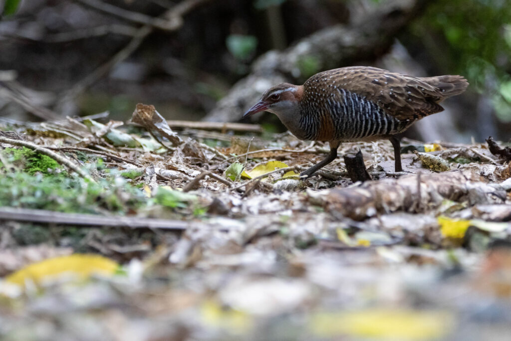 Râle tiklin (Hypotaenidia philippensis - Buff-banded Rail)