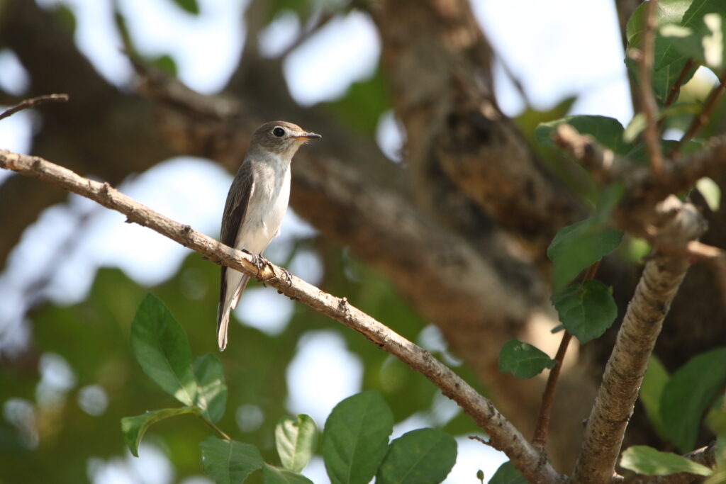 Gobemouche brun (Muscicapa dauurica - Asian Brown Flycatcher)