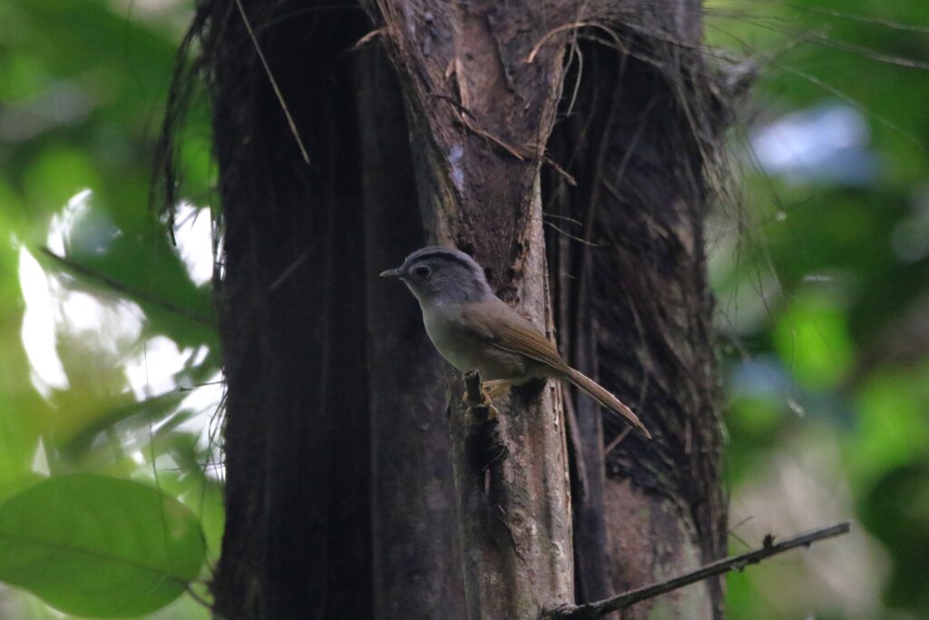 Alcippe bridé (Alcippe peracensis - Mountain Fulvetta)