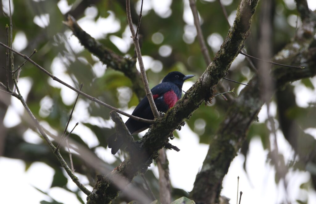 Loriot de Ramsay (Oriolus consanguineus - Black-and-crimson Oriole) - Fraser's Hill