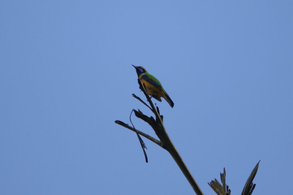 Verdin de Hardwicke (Chloropsis hardwickii - Orange-bellied Leafbird)