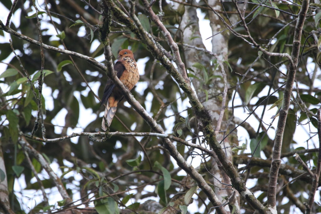 Phasianelle à tête rousse (Macropygia ruficeps - Little Cuckoo-Dove)