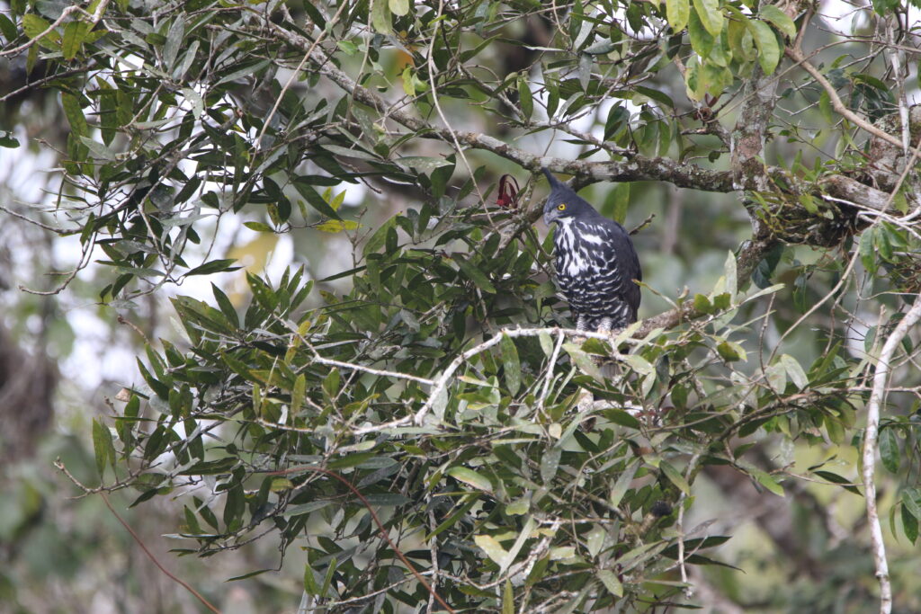 Aigle de Blyth perché (Nisaetus alboniger - Blyth's Hawk-Eagle)