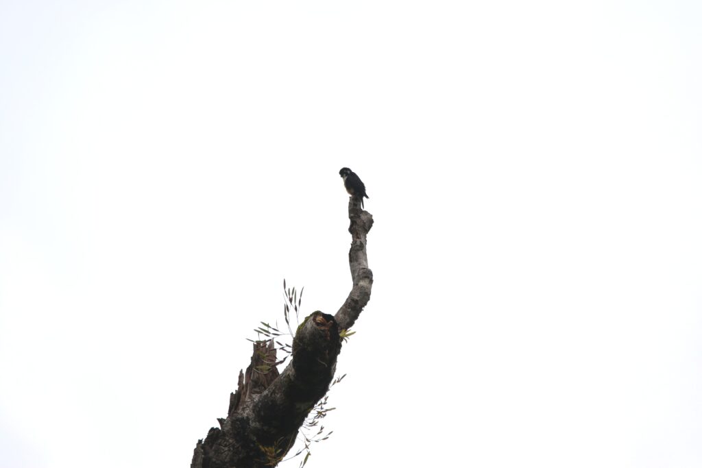 Fauconnet moineau (Microhierax fringillarius - Black-thighed Falconet)