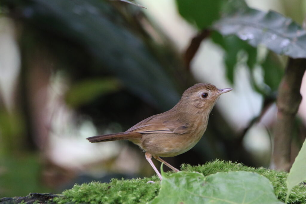 Akalat de Tickell (Pellorneum tickelli - Buff-breasted Babbler)