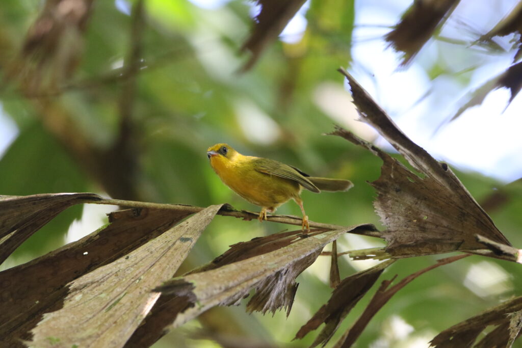 Timalie dorée (Cyanoderma chrysaeum - Golden Babbler)