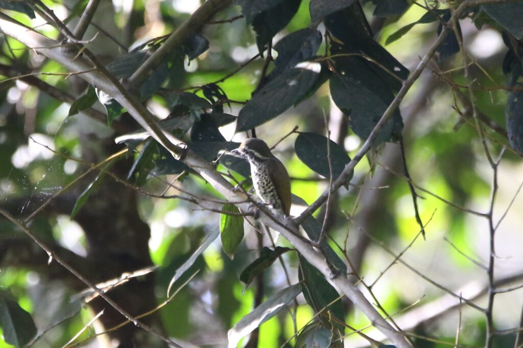Picumne tacheté (Picumnus innominatus - Speckled Piculet)