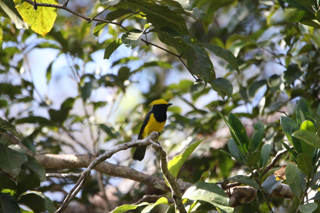 Mésange sultane (Melanochlora sultanea - Sultan Tit)