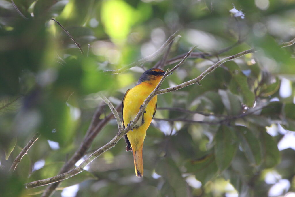 Minivet mandarin (Pericrocotus solaris - Grey-chinned Minivet)