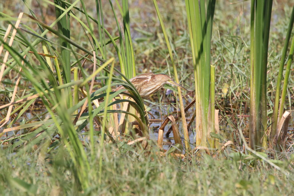 Blongios de Chine (Botaurus sinensis – Yellow Bittern)